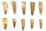 Lot: to Bargain Spinosaurus Teeth - Pieces #141531-1